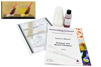 Kidneys And Blood Filtration Lab Activity