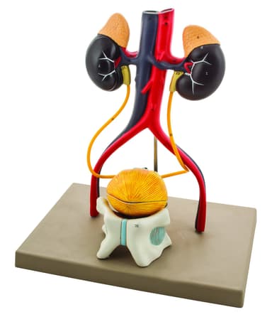 Male Urinary System Model, Life Size, Free Standing, 15 Inches Tall