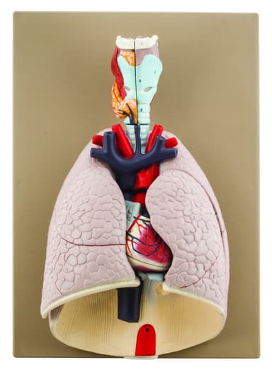 Advanced Heart & Lungs Model - Life Size - 7 Removable Parts - Hand Painted - Designed by Medical Professionals