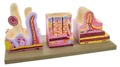 Premium Human Digestive Canal Anatomical Model, Highly Detailed, Approx. 10"x10"x6"