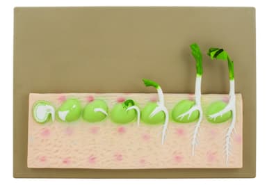 Seed Germination Model (Pea) on base; 14 inches