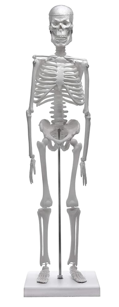 Miniature Human Skeleton Model, 17.5" Tall - With Rod Mount & Stand - Anatomical Model, Articulated, Flexible Joints