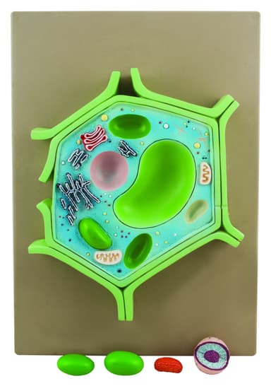 4 Part Plant Cell Model on base; chloroplast, mitochondrion, and nucleus removable; 11.5" X 10" X 2"