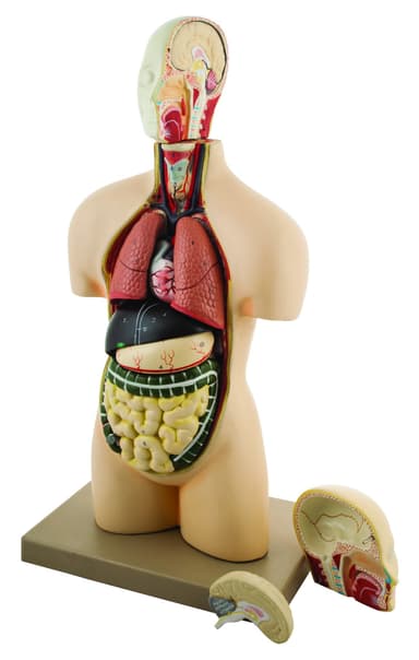 Model Torso half size with dissectable Head - 11 Parts