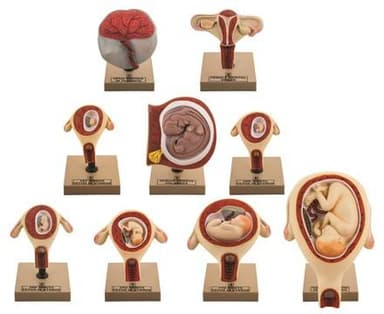 Pregnancy Series - Embryonic/Fetal Development, Set of 9 Anatomical models