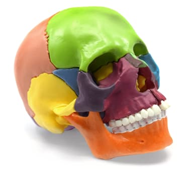 Didactic Miniature Skull Model - Painted Multi-Color - 15 Pieces, Magnetic Mounting - 1/2 Natural Size