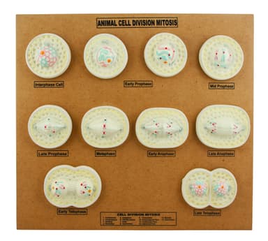 Animal Cell Mitosis Model