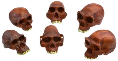 Prehistoric Skull Replicas, Set of 6 - Approx. 10" Size Each - Afarenis, Africanus, Habilis, Erectus, Neanderthalensis and Steinheim Cranium Models