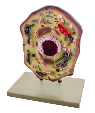 Animal Cell Model, Hand Painted