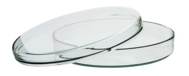 5.9" Petri Dish - Premium Borosilicate Glass - .75" Depth