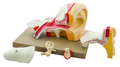 Human Ear Model, 4 Times Enlarged, 5 Parts