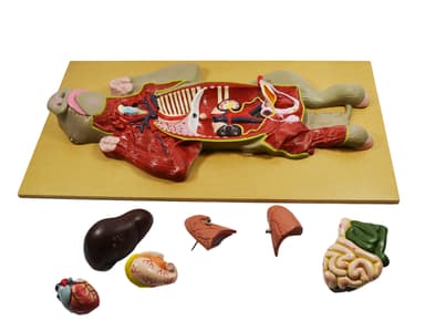 Premium Model Pig Dissection