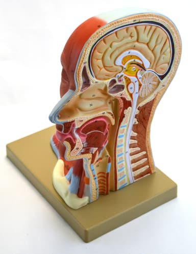 Human Head Anatomical Model, Median Section, Life Size, Approx 12" Height