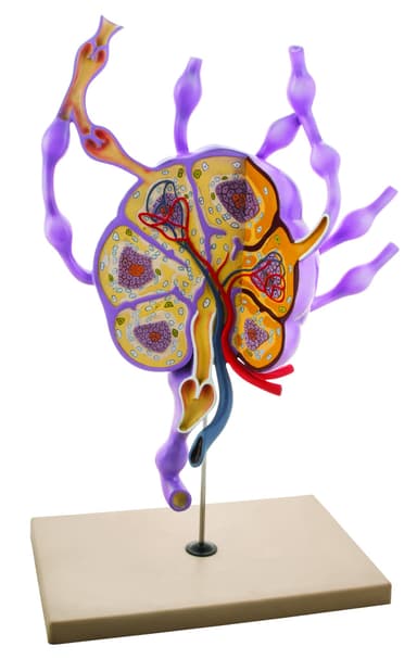Model Lymph Nodes - 24" tall, Biology Study Model