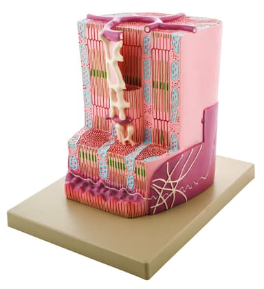 Premium Human Cardiac (Heart) Muscle Model with Ultra Detailed Structures, Greatly Magnified, Approx 12"x10"x9"