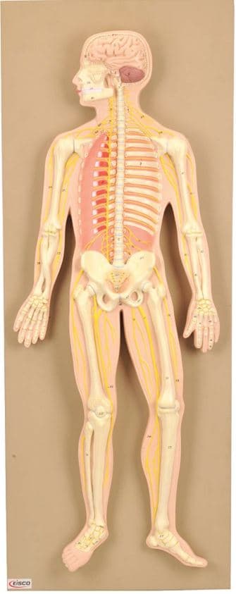 Human Nervous System Model, Mounted