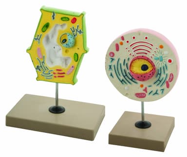 Model Plant and Animal Cell Comparison