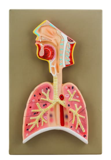 Human Respiratory System Model, Half Live Size, Longitudinal Section of Head, Throat and Lungs
