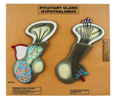 Model of Pituitary Gland and Hypothalamus; Greatly Enlarged: