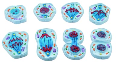 Mitosis Model, Set of 8 Models - Enlarged - 4" x 5.8" Each