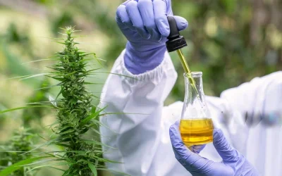 Cannabis oil extraction